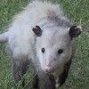 rabidferrets
